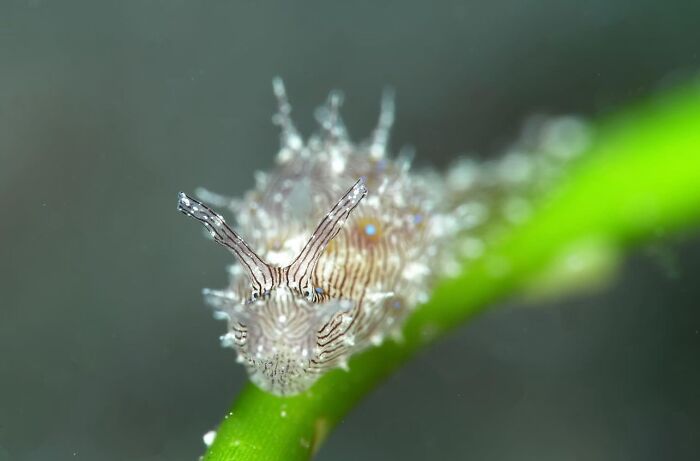 57 Stunning Photos Shared By &lsquo;Raw Oceanlife&rsquo; That Reveal The Beauty Beneath The Waves