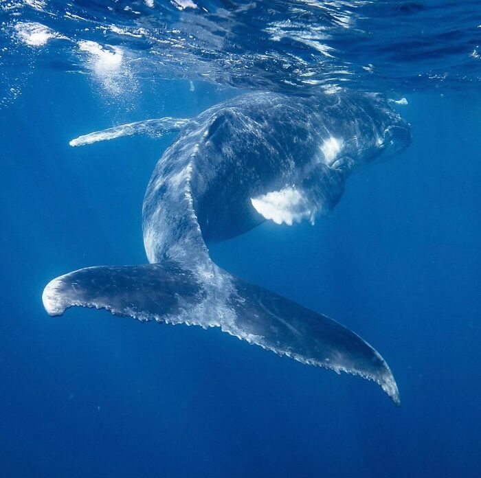 57 Stunning Photos Shared By &lsquo;Raw Oceanlife&rsquo; That Reveal The Beauty Beneath The Waves