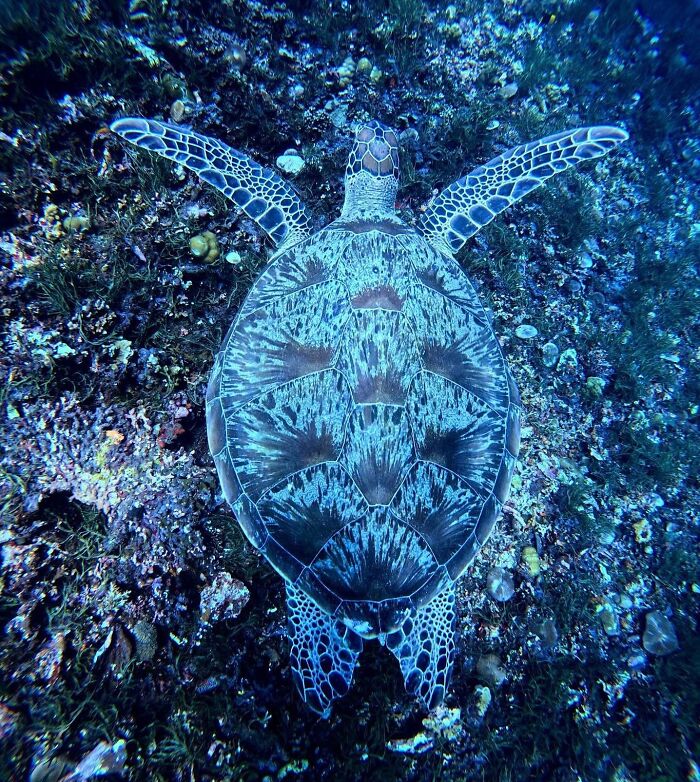 57 Stunning Photos Shared By &lsquo;Raw Oceanlife&rsquo; That Reveal The Beauty Beneath The Waves