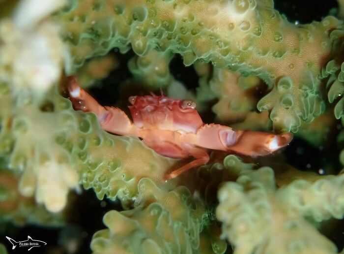 57 Stunning Photos Shared By &lsquo;Raw Oceanlife&rsquo; That Reveal The Beauty Beneath The Waves