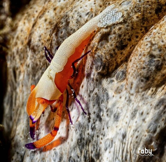 57 Stunning Photos Shared By &lsquo;Raw Oceanlife&rsquo; That Reveal The Beauty Beneath The Waves