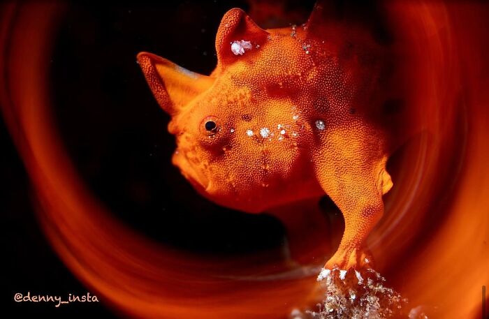 57 Stunning Photos Shared By &lsquo;Raw Oceanlife&rsquo; That Reveal The Beauty Beneath The Waves