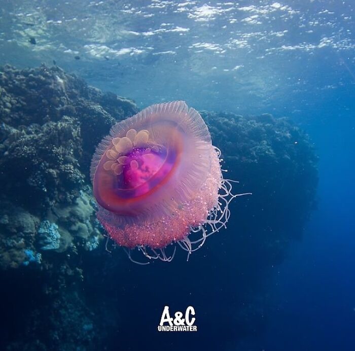 57 Stunning Photos Shared By &lsquo;Raw Oceanlife&rsquo; That Reveal The Beauty Beneath The Waves