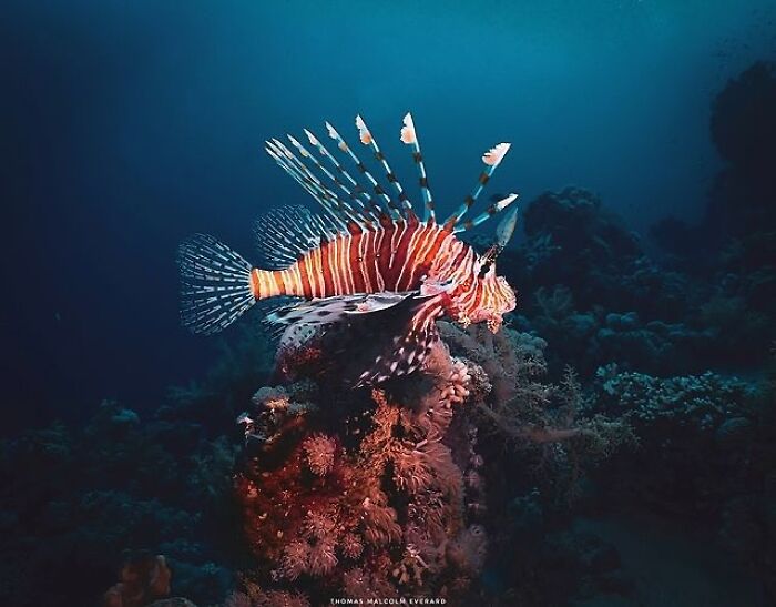 57 Stunning Photos Shared By &lsquo;Raw Oceanlife&rsquo; That Reveal The Beauty Beneath The Waves