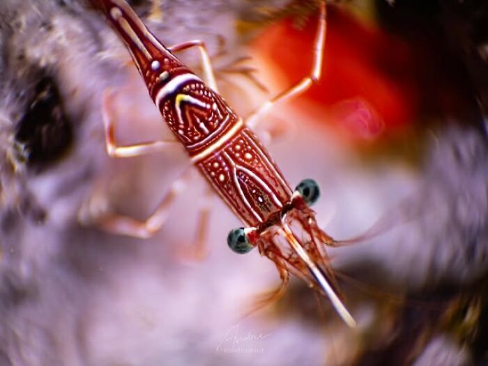 57 Stunning Photos Shared By &lsquo;Raw Oceanlife&rsquo; That Reveal The Beauty Beneath The Waves