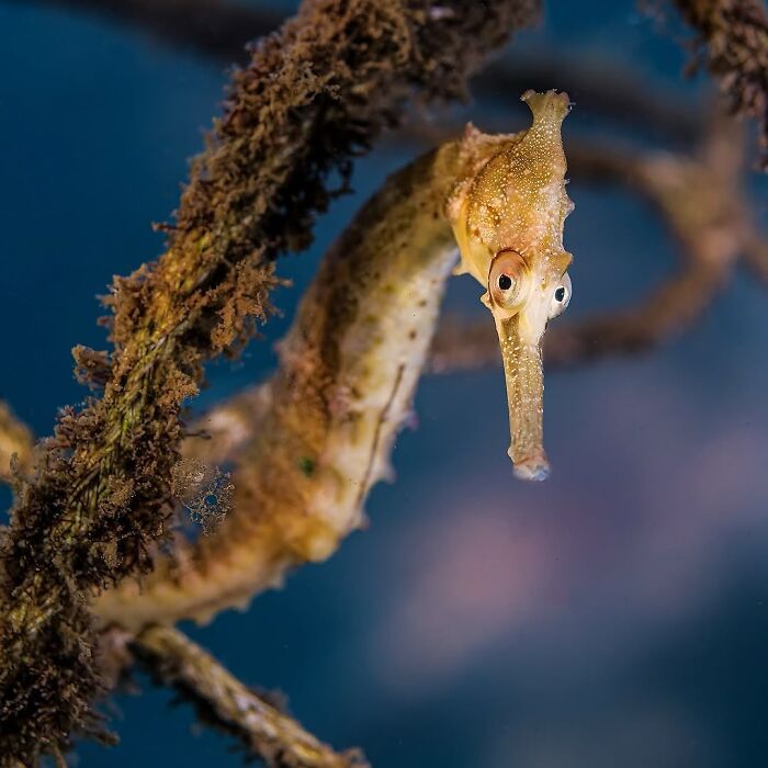 57 Stunning Photos Shared By &lsquo;Raw Oceanlife&rsquo; That Reveal The Beauty Beneath The Waves