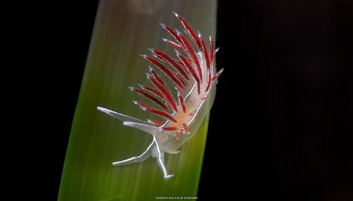 57 Stunning Photos Shared By &lsquo;Raw Oceanlife&rsquo; That Reveal The Beauty Beneath The Waves