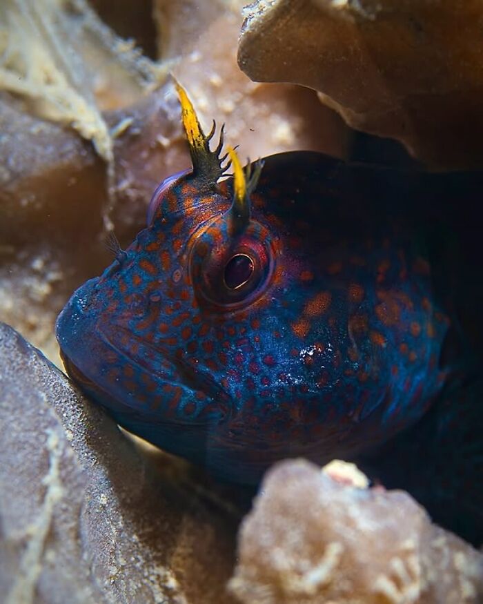 57 Stunning Photos Shared By &lsquo;Raw Oceanlife&rsquo; That Reveal The Beauty Beneath The Waves