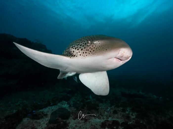 57 Stunning Photos Shared By &lsquo;Raw Oceanlife&rsquo; That Reveal The Beauty Beneath The Waves