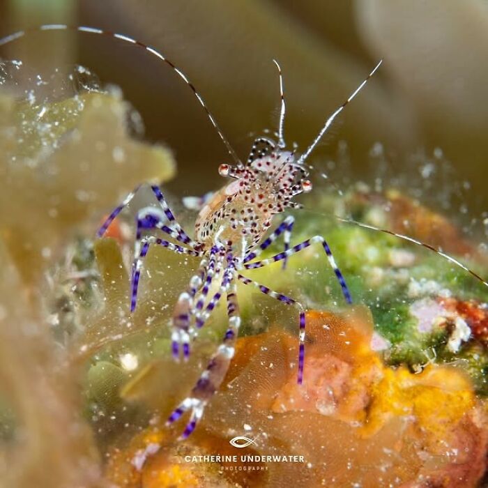 57 Stunning Photos Shared By &lsquo;Raw Oceanlife&rsquo; That Reveal The Beauty Beneath The Waves