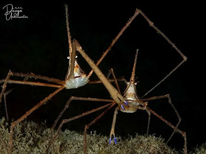 57 Stunning Photos Shared By &lsquo;Raw Oceanlife&rsquo; That Reveal The Beauty Beneath The Waves
