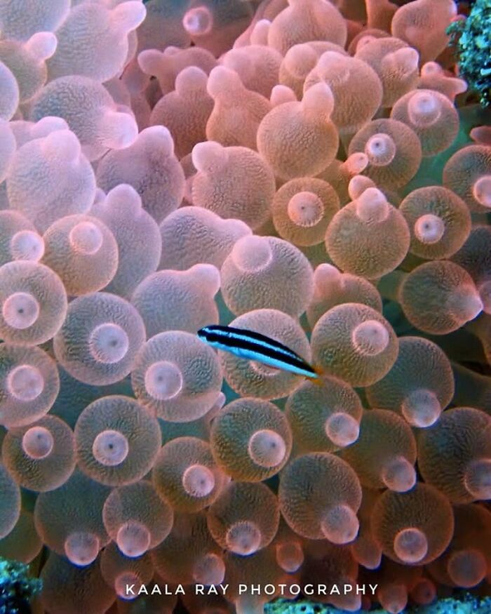 57 Stunning Photos Shared By &lsquo;Raw Oceanlife&rsquo; That Reveal The Beauty Beneath The Waves