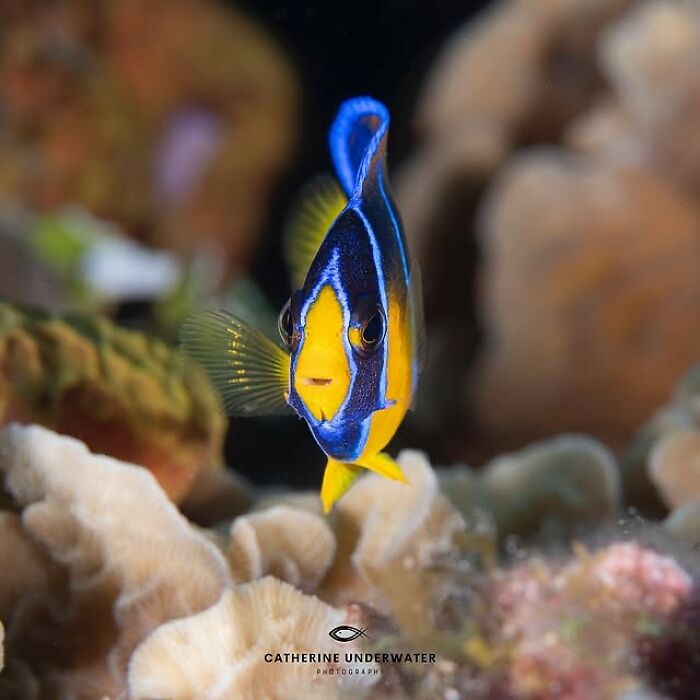 57 Stunning Photos Shared By &lsquo;Raw Oceanlife&rsquo; That Reveal The Beauty Beneath The Waves