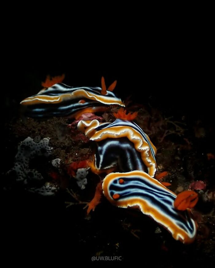 57 Stunning Photos Shared By &lsquo;Raw Oceanlife&rsquo; That Reveal The Beauty Beneath The Waves