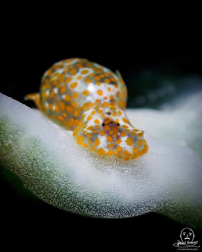 57 Stunning Photos Shared By &lsquo;Raw Oceanlife&rsquo; That Reveal The Beauty Beneath The Waves