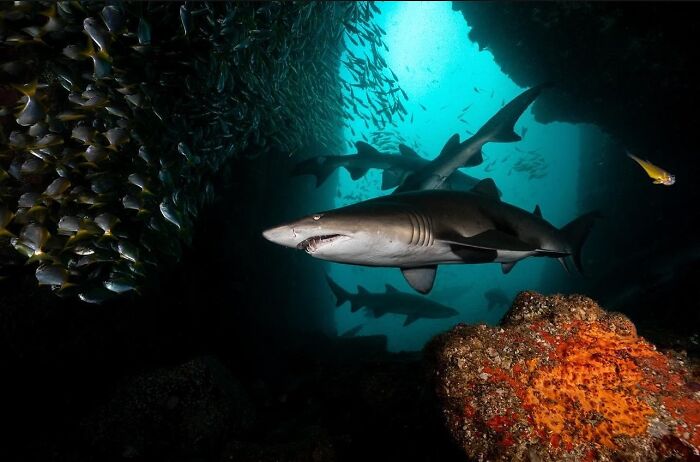 57 Stunning Photos Shared By &lsquo;Raw Oceanlife&rsquo; That Reveal The Beauty Beneath The Waves