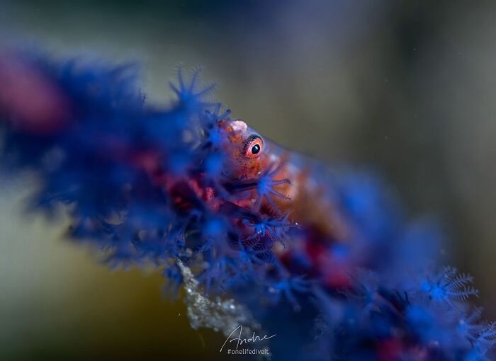 57 Stunning Photos Shared By &lsquo;Raw Oceanlife&rsquo; That Reveal The Beauty Beneath The Waves