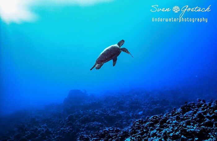 57 Stunning Photos Shared By &lsquo;Raw Oceanlife&rsquo; That Reveal The Beauty Beneath The Waves
