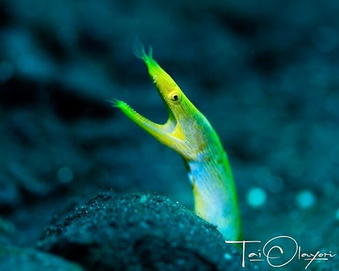 57 Stunning Photos Shared By &lsquo;Raw Oceanlife&rsquo; That Reveal The Beauty Beneath The Waves