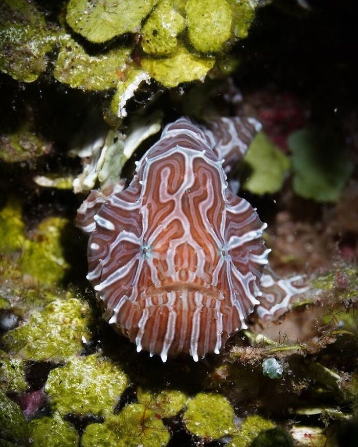 57 Stunning Photos Shared By &lsquo;Raw Oceanlife&rsquo; That Reveal The Beauty Beneath The Waves