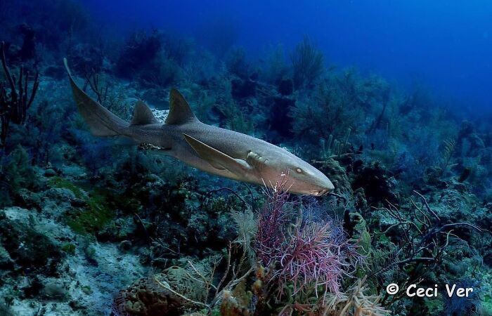 57 Stunning Photos Shared By &lsquo;Raw Oceanlife&rsquo; That Reveal The Beauty Beneath The Waves