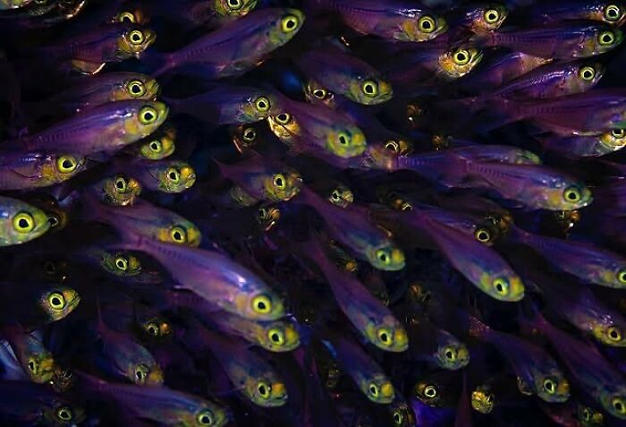 57 Stunning Photos Shared By &lsquo;Raw Oceanlife&rsquo; That Reveal The Beauty Beneath The Waves
