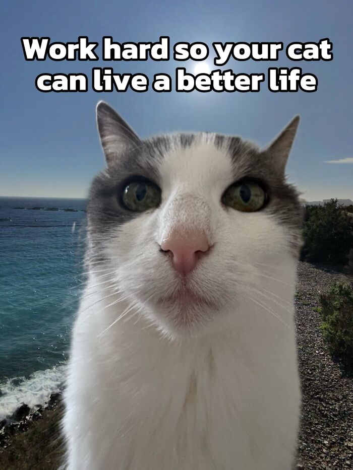 47 Purrfect Kitty Posts That Prove That These 3 Cats Were Born To Be Meme Stars
