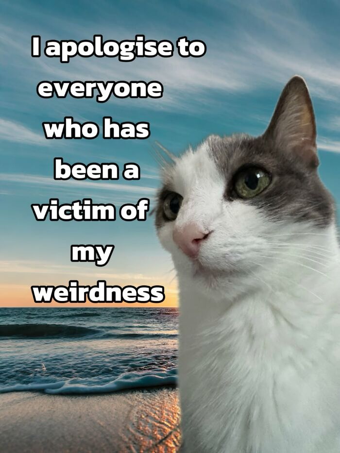 47 Purrfect Kitty Posts That Prove That These 3 Cats Were Born To Be Meme Stars