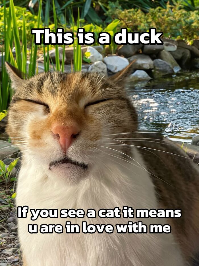 47 Purrfect Kitty Posts That Prove That These 3 Cats Were Born To Be Meme Stars