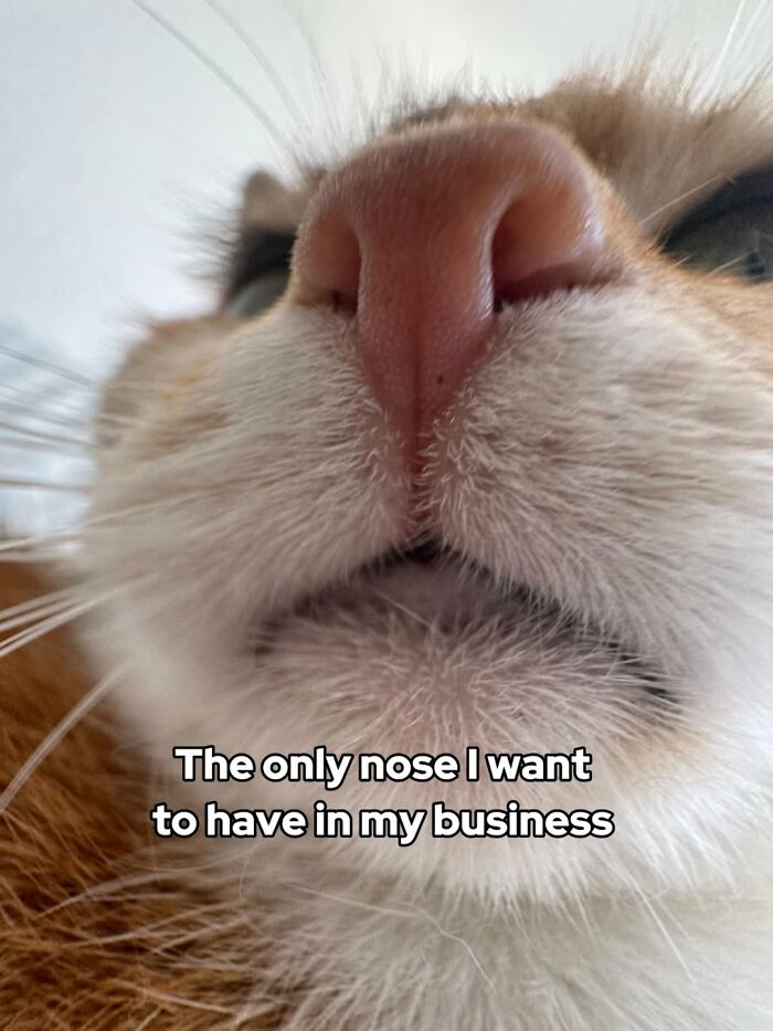 47 Purrfect Kitty Posts That Prove That These 3 Cats Were Born To Be Meme Stars