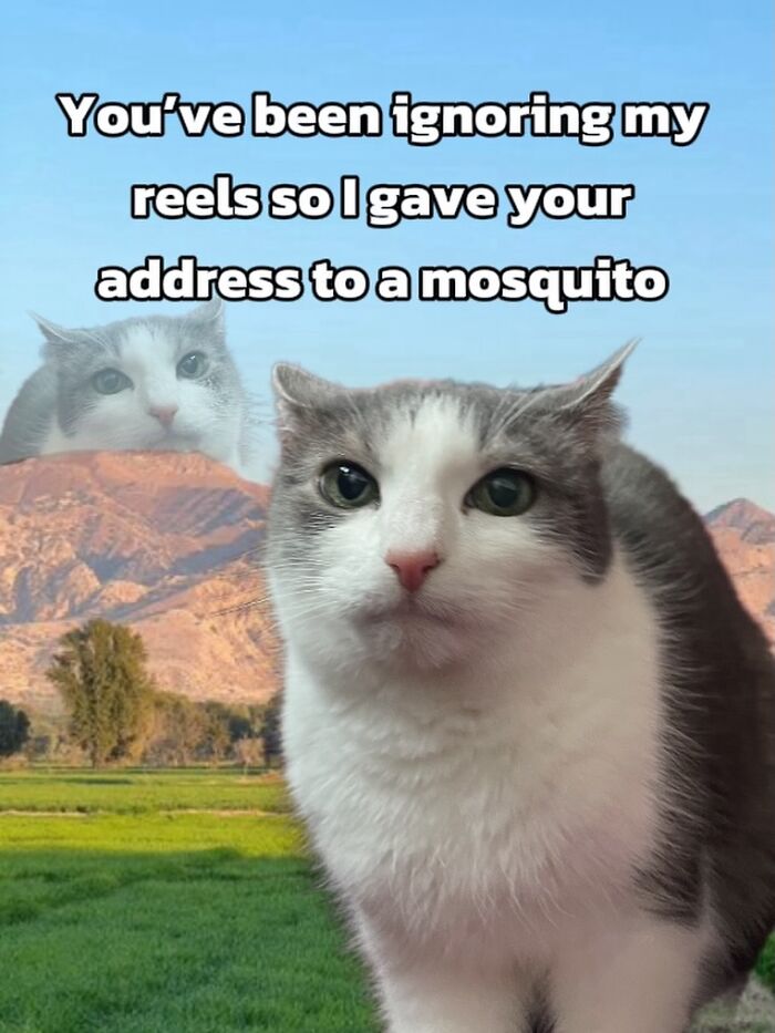 47 Purrfect Kitty Posts That Prove That These 3 Cats Were Born To Be Meme Stars