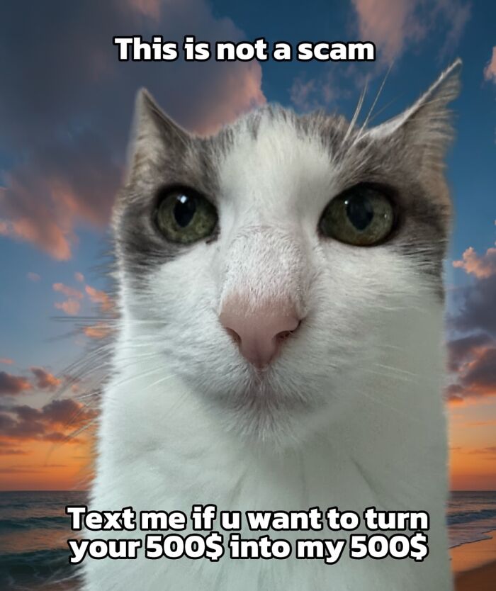 47 Purrfect Kitty Posts That Prove That These 3 Cats Were Born To Be Meme Stars
