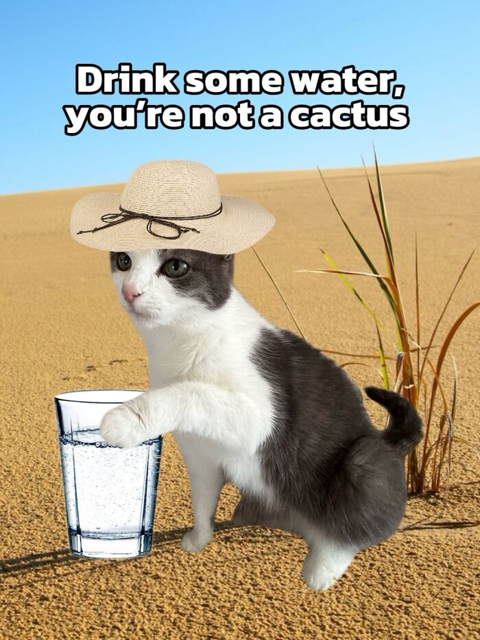 47 Purrfect Kitty Posts That Prove That These 3 Cats Were Born To Be Meme Stars