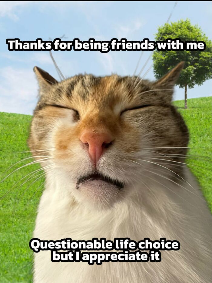 47 Purrfect Kitty Posts That Prove That These 3 Cats Were Born To Be Meme Stars