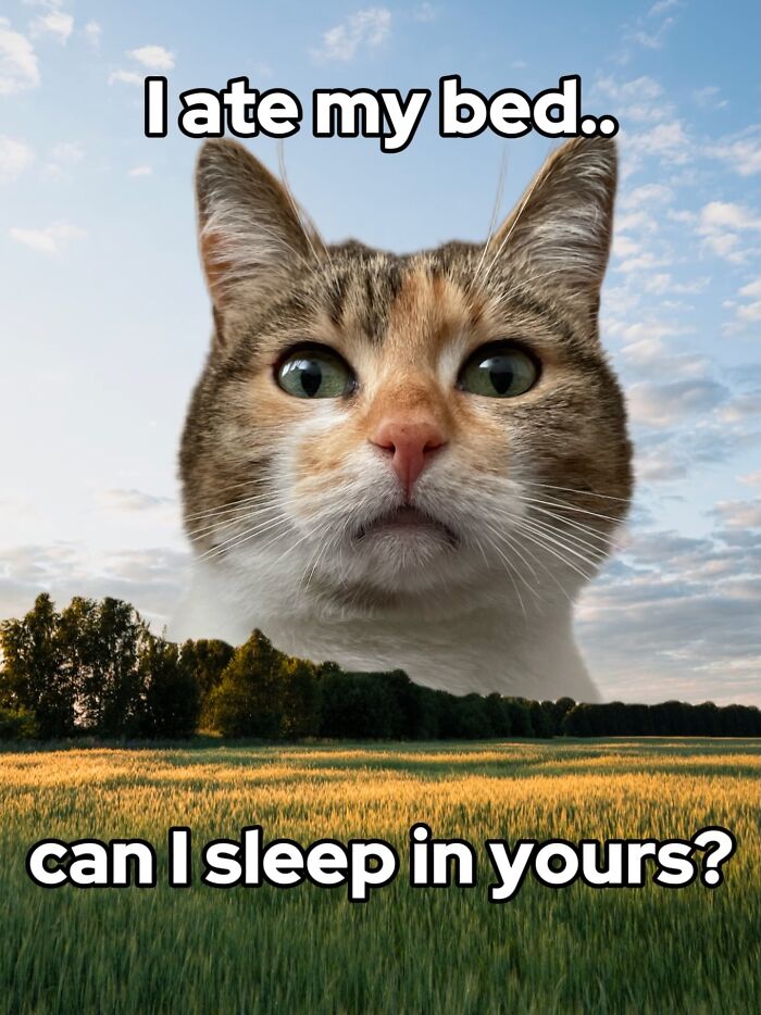 47 Purrfect Kitty Posts That Prove That These 3 Cats Were Born To Be Meme Stars