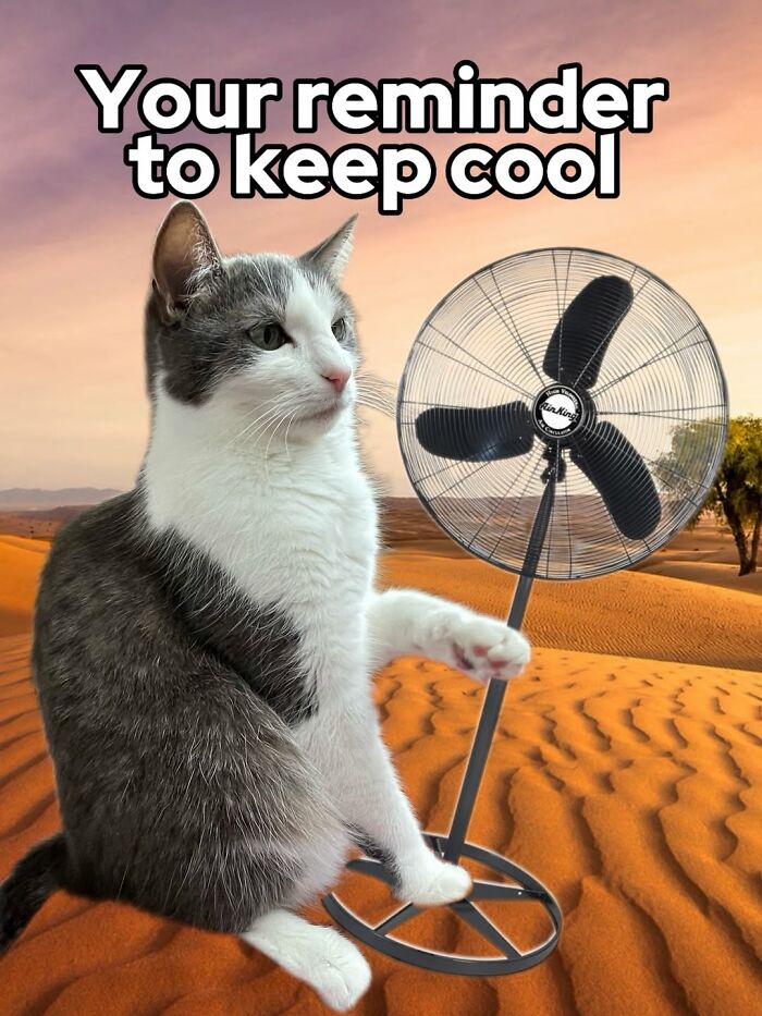 47 Purrfect Kitty Posts That Prove That These 3 Cats Were Born To Be Meme Stars