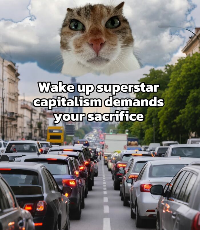 47 Purrfect Kitty Posts That Prove That These 3 Cats Were Born To Be Meme Stars