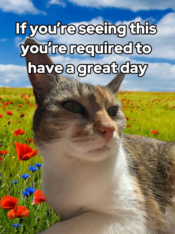47 Purrfect Kitty Posts That Prove That These 3 Cats Were Born To Be Meme Stars