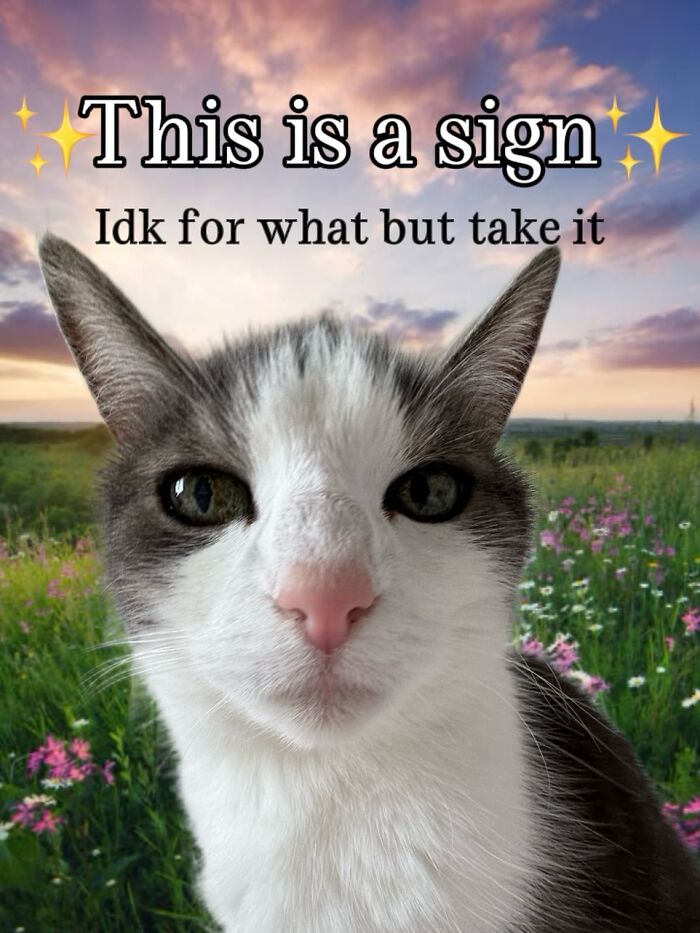 47 Purrfect Kitty Posts That Prove That These 3 Cats Were Born To Be Meme Stars
