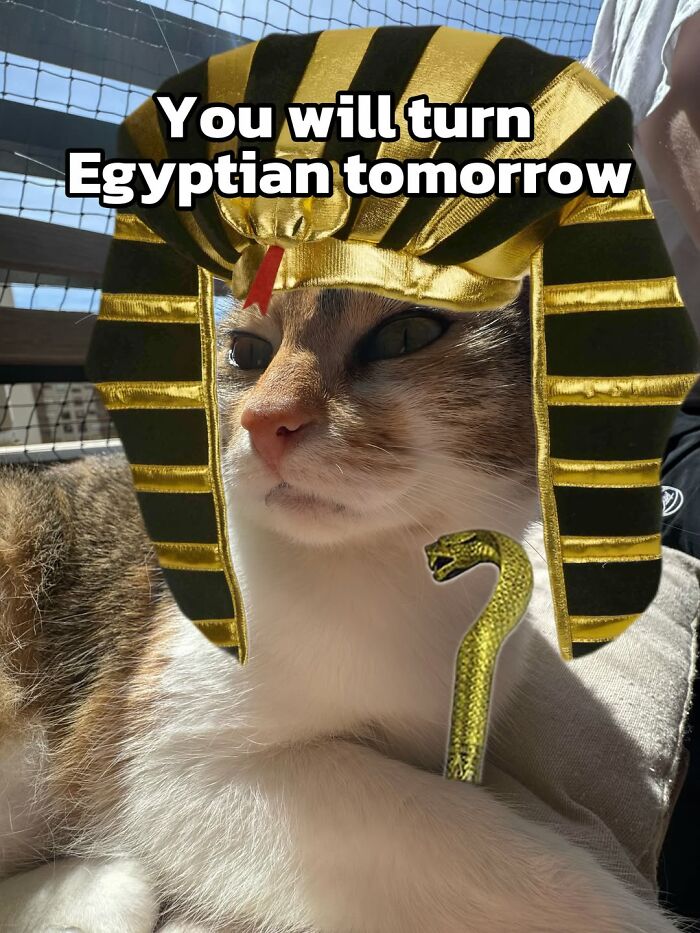 47 Purrfect Kitty Posts That Prove That These 3 Cats Were Born To Be Meme Stars