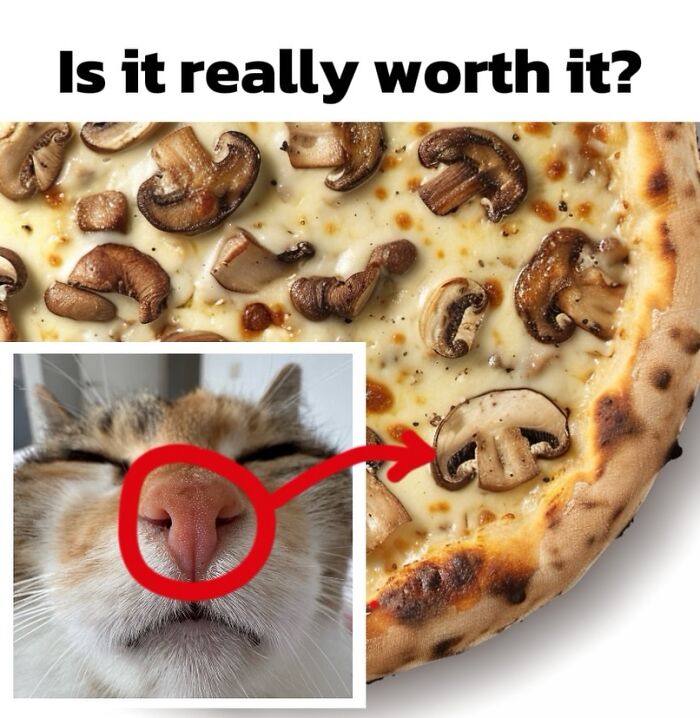 47 Purrfect Kitty Posts That Prove That These 3 Cats Were Born To Be Meme Stars