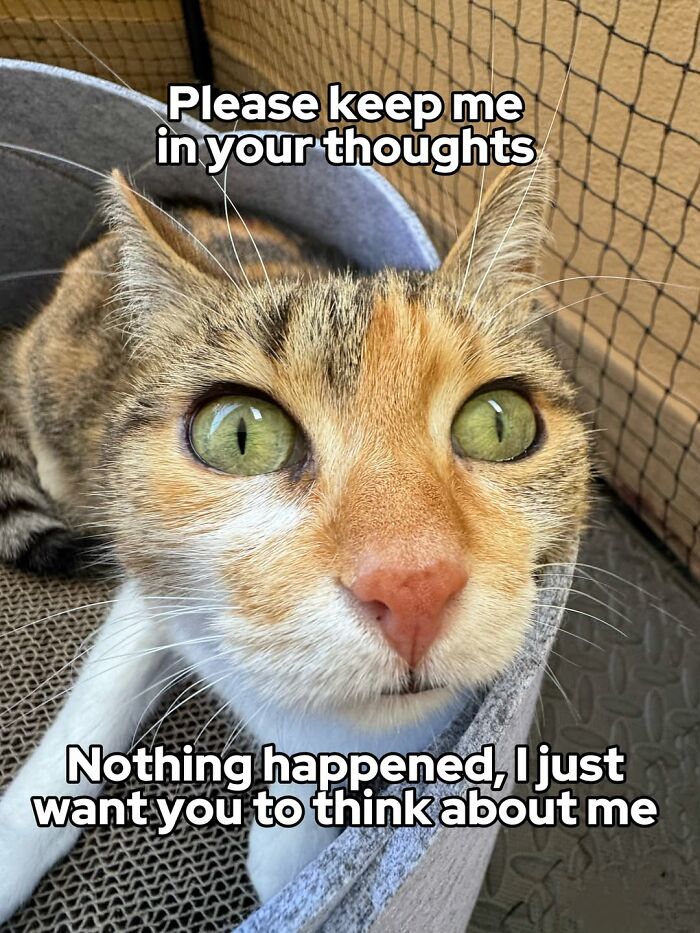 47 Purrfect Kitty Posts That Prove That These 3 Cats Were Born To Be Meme Stars