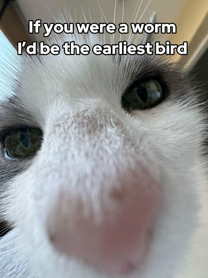 47 Purrfect Kitty Posts That Prove That These 3 Cats Were Born To Be Meme Stars