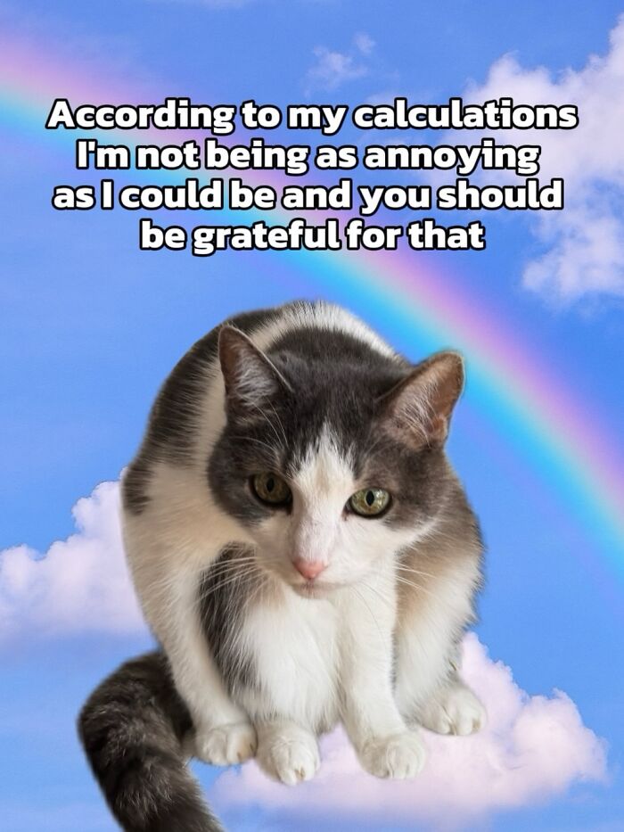 47 Purrfect Kitty Posts That Prove That These 3 Cats Were Born To Be Meme Stars
