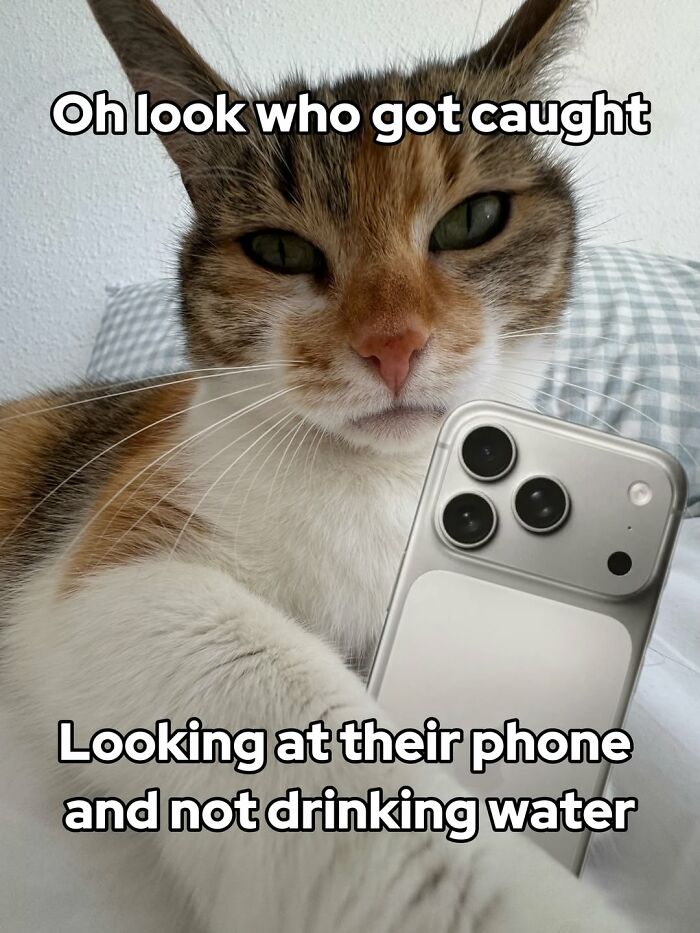 47 Purrfect Kitty Posts That Prove That These 3 Cats Were Born To Be Meme Stars