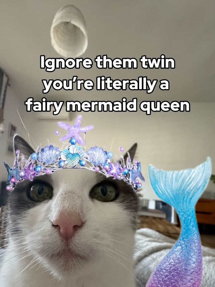 47 Purrfect Kitty Posts That Prove That These 3 Cats Were Born To Be Meme Stars
