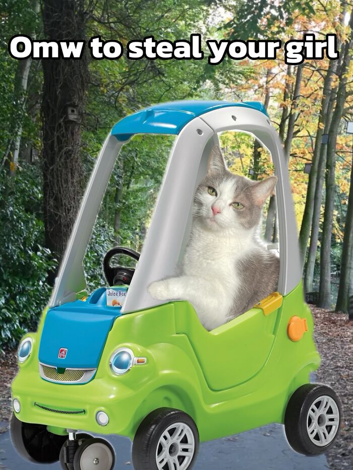 47 Purrfect Kitty Posts That Prove That These 3 Cats Were Born To Be Meme Stars