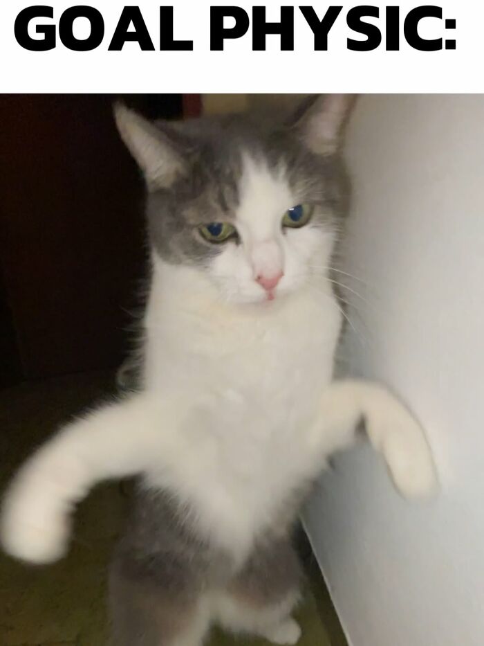 47 Purrfect Kitty Posts That Prove That These 3 Cats Were Born To Be Meme Stars