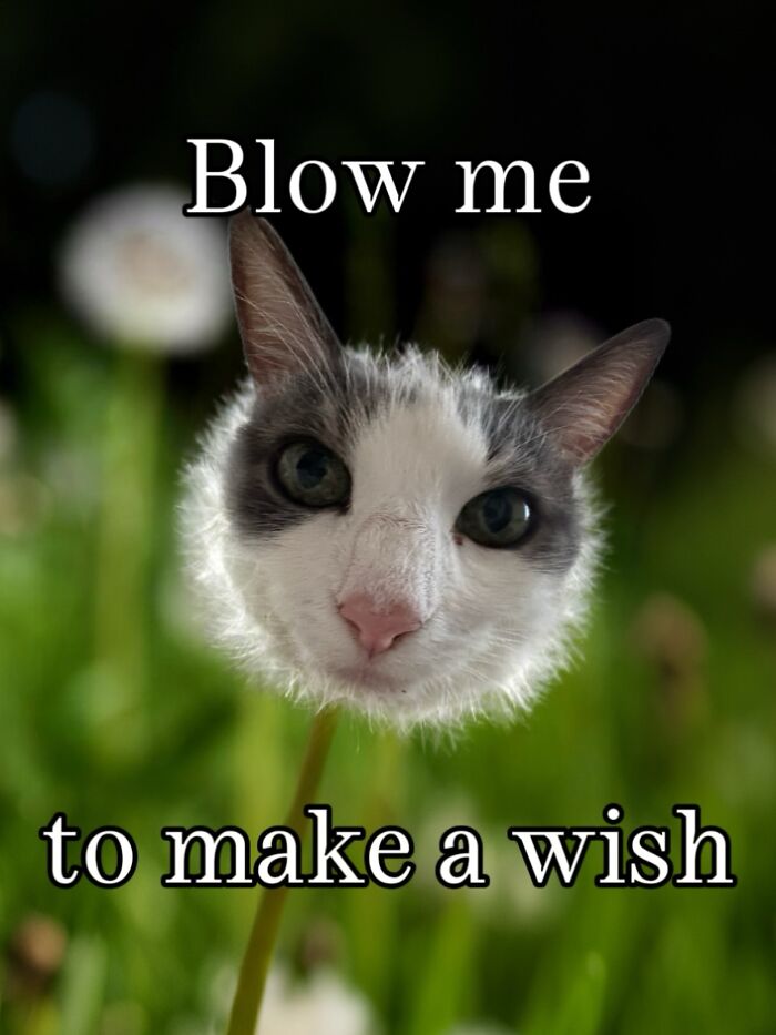 47 Purrfect Kitty Posts That Prove That These 3 Cats Were Born To Be Meme Stars