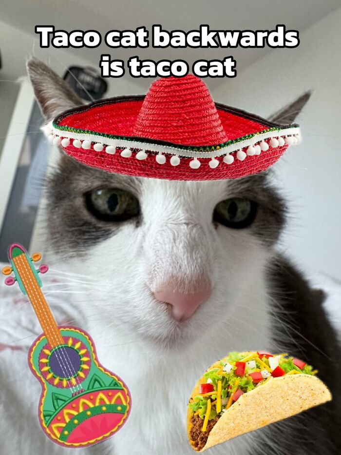 47 Purrfect Kitty Posts That Prove That These 3 Cats Were Born To Be Meme Stars